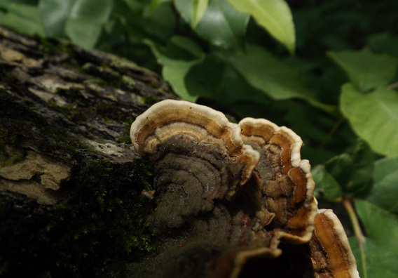 Fungi on a Log