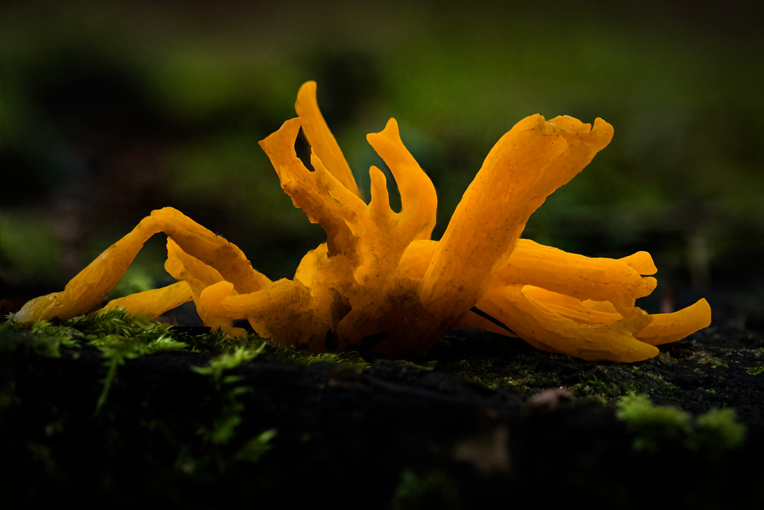 Yellow Stagshorn Fungi